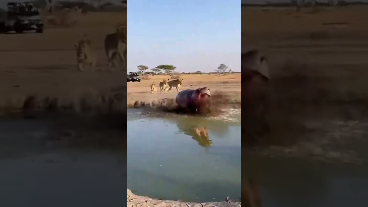 Lion vs Crocodile: Ambush at the Water’s Edge
