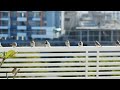 Feeding birds on terrace