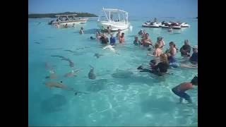 Swimming With Sharks In Bora Bora