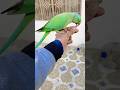 #parrotlover#fypシ゚ #viralvideo #birdslover#foryou