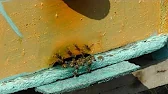 Пчела и Пасечник