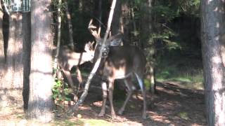 Muskoka Deer  New kids on the block 3 - 10 point buck and son