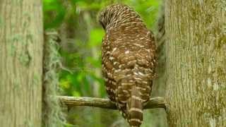 Wildlife At Circle B Bar Reserve