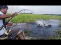 বিলে বড় গ্রার্স  কাপ ও রুই মাছ ধরা |  Best Grass Carp & Rohu Fishing