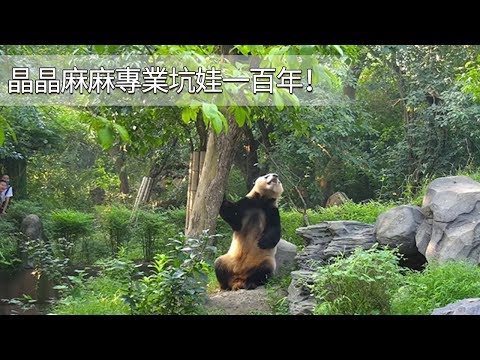 《熊貓早晚安》實力坑娃哪家強，請認準晶晶麻麻！ | iPanda