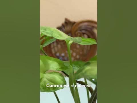 #Сингоніум « плаче» .#цікаве - YouTube