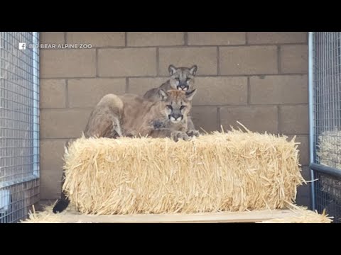 Video: Pet Scoop: Jacksonville Zoo vítá lvíče, kočka přežije dvou-příběh skok z Blaze