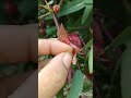 Roselle vegetables#roselle