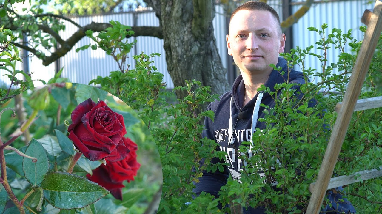 Захист троянд від хвороб та шкідників. Схема обробок троянди на цілий сезон