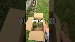 Growing Caterpillars