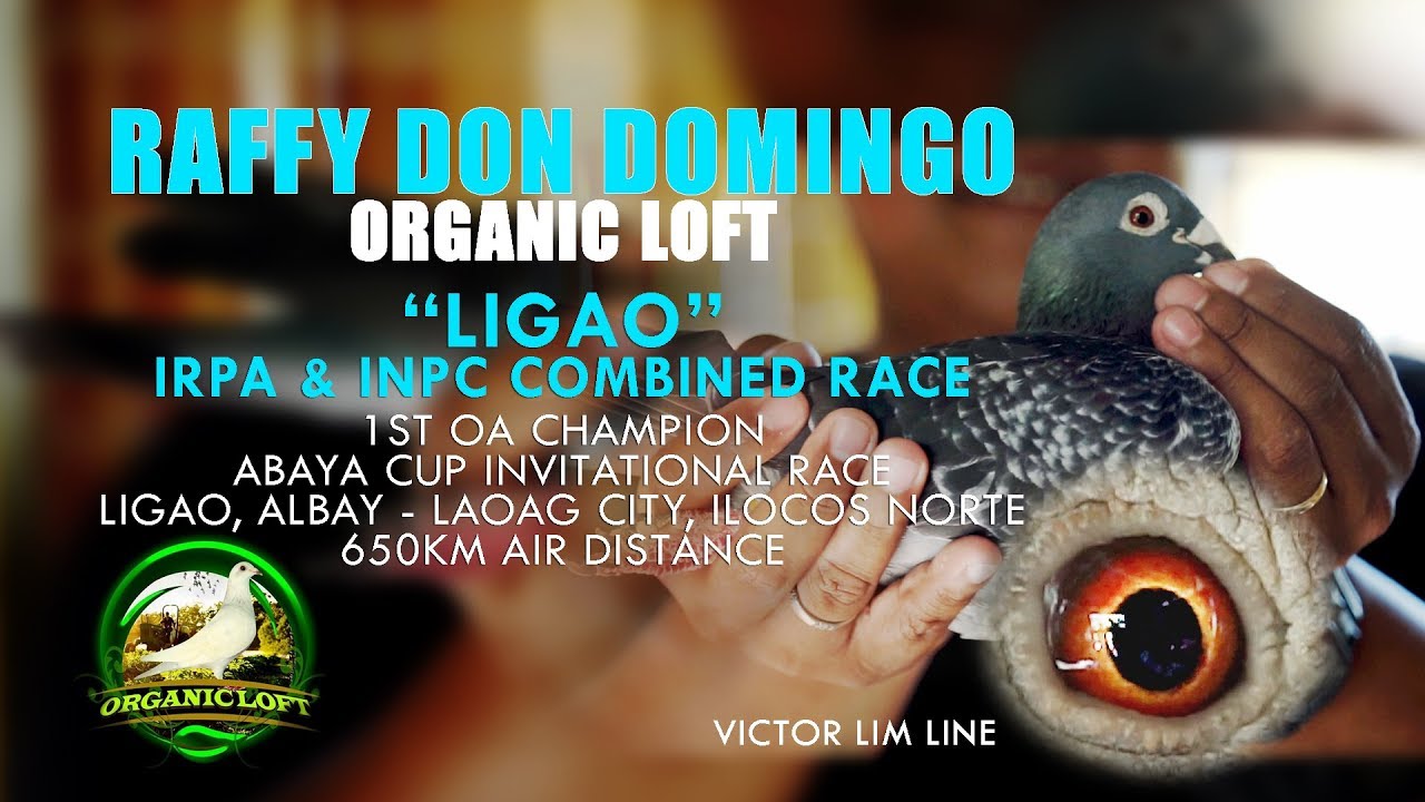 The Secrets of Organic loft by Raffy Don Domingo