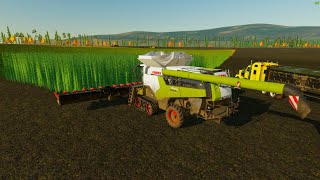 FS22 3 BIG COMBINE HEMP HARVESTING LANDOWNONDA FARM