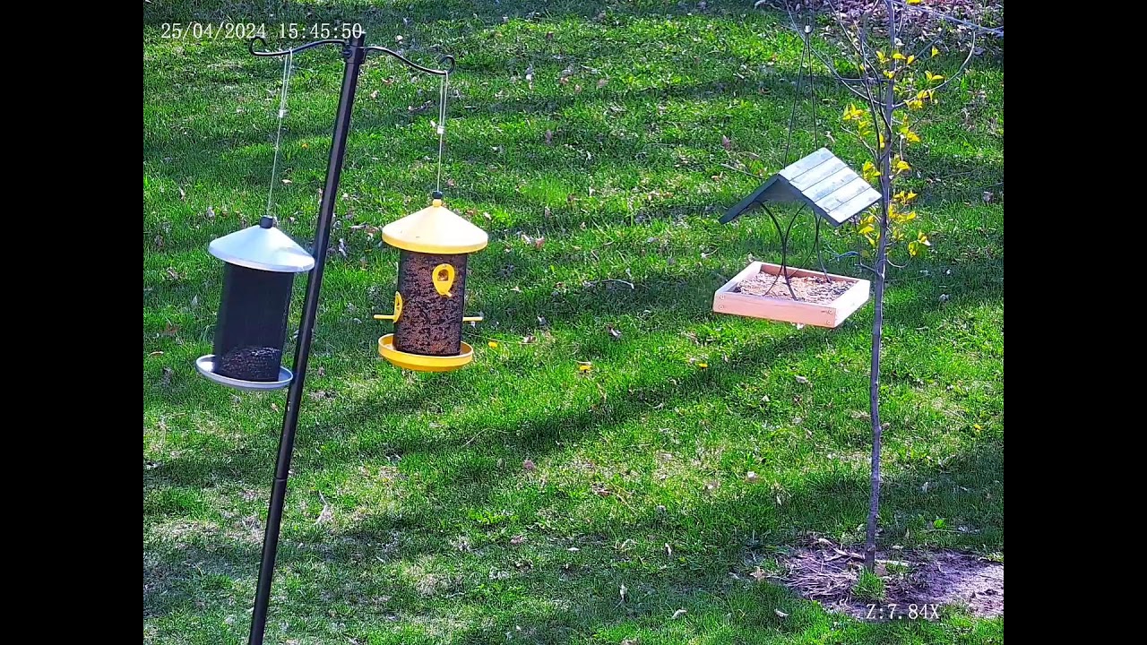 Ney Nature Center Bird Feeder Live Stream YouTube