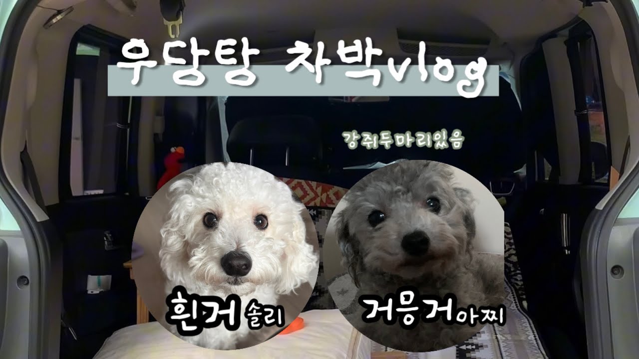 강아지 두마리와 차박을떠나요🚙ㅣ초보차박러ㅣ레이차박ㅣ꼬리텐트로 차박하기