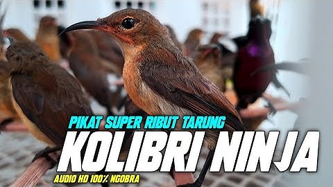 RIBUTNYA SUPER!!! SUARA PIKAT KOLIBRI NINJA || PANCINGAN KONIN MACET BUNYI || MASTERAN KONIN NGOBRA