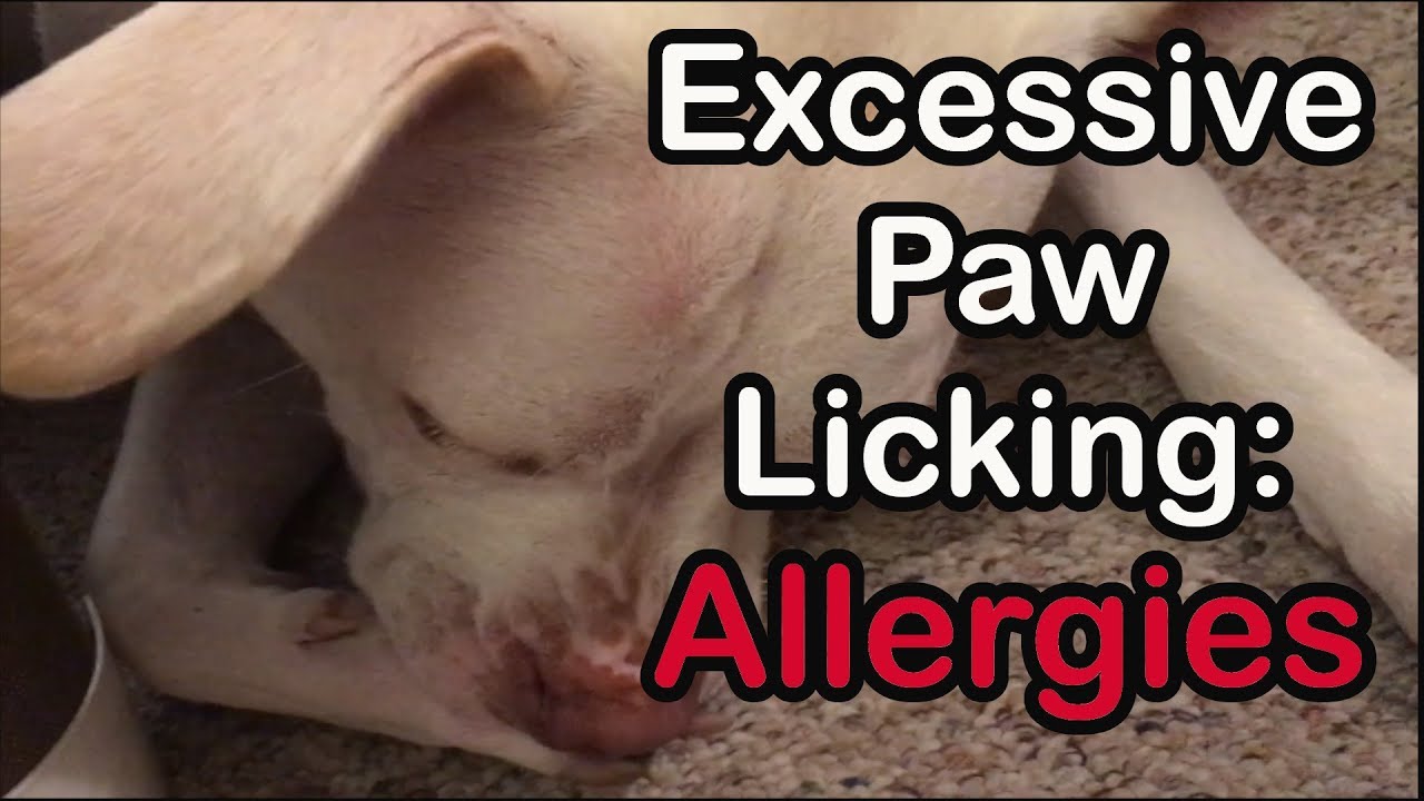 Excessive Paw Licking Food Allergies YouTube