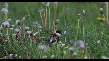 Bobolink singing and eating