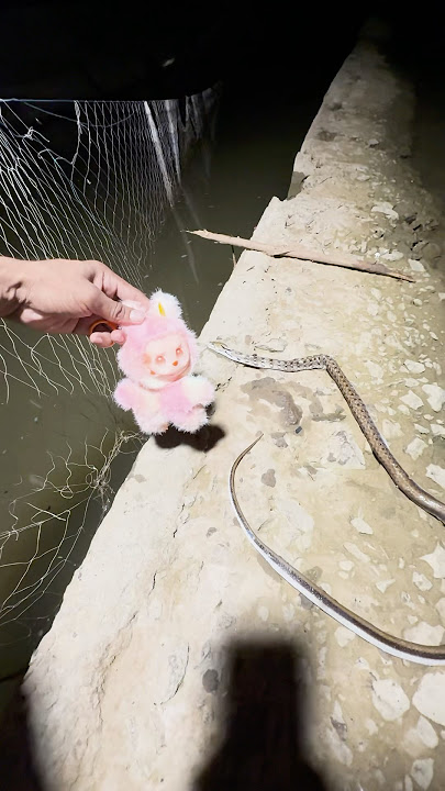 Labubu Doll Exposed #shorts #outofmindexperiment