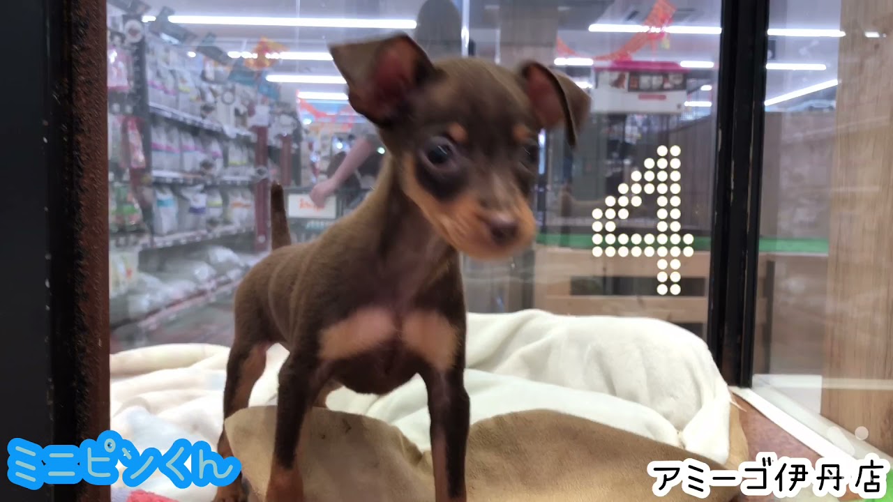 ミニチュアピンシャー アミーゴ伊丹店 Youtube ミニチュアピンシャー アミーゴ伊丹店 Youtube