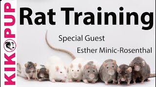 Rat Training - Getting Started - Guest Speaker Esther from Shadow the  Rat by Dog Training by Kikopup 5,429 views 1 year ago 13 minutes, 49 seconds