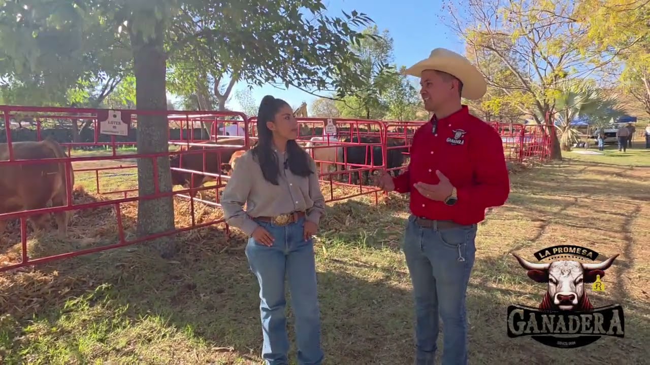 HACIENDA SAN BARTOLO un CHAROLAIS con mucha calidad