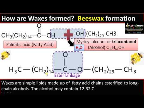 What are Waxes? Structure, Ester Bond Formation, Occurrence and Function|| Lipids-Part 4
