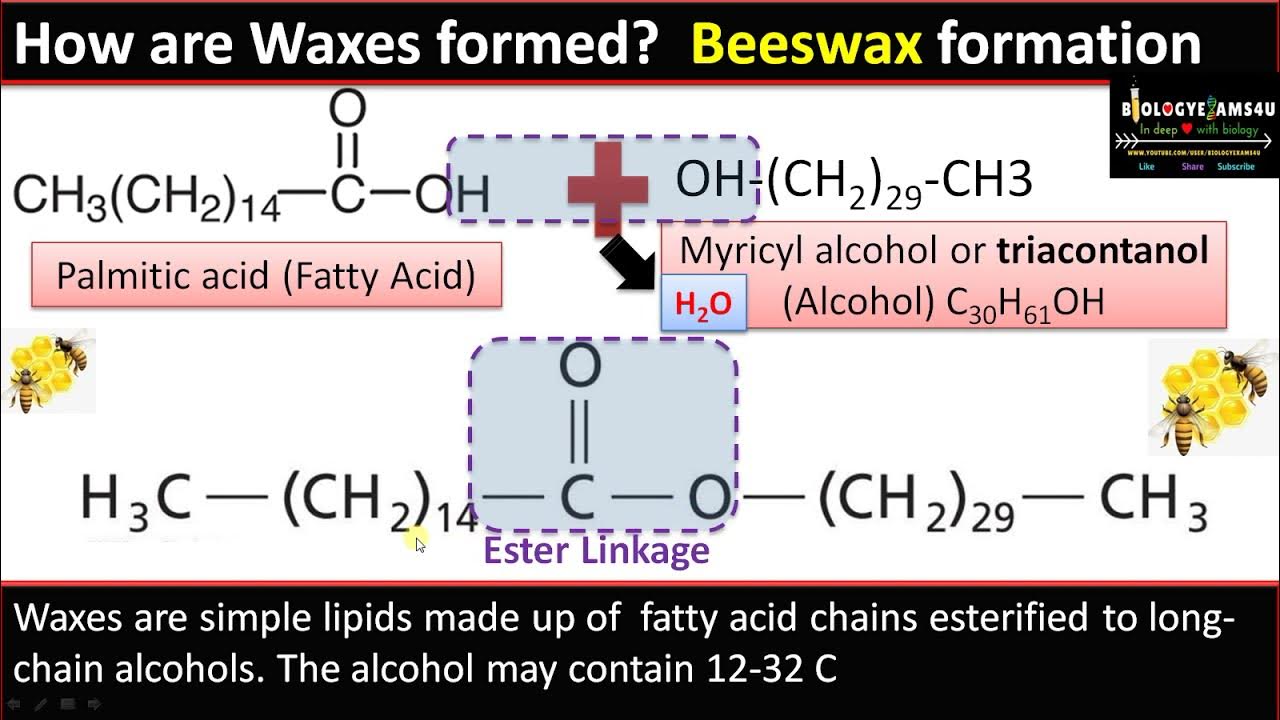 What are Waxes? Structure, Ester Bond Formation, Occurrence and