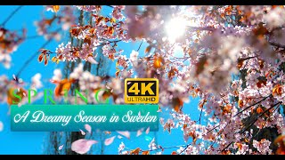 A Dreamy Season 4K| Spring in Sweden Vlog| Cherry Blossoms Season| Spring 2021| Sort version