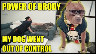 My Dog Brody went out of Control | Funny Family and Dog Video | Harpreet SDC