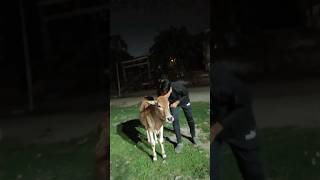 Cow Kiss Vlog