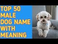 TOP 50 Most Popular Male Dog Names With Meaning / Reine O