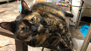 FOSTER KITTY #2 Dina | 5 Tips When Bringing Home A New Cat