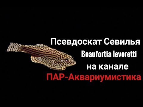 Video: Beaufortia өсүмдүк жөнүндө маалымат - Beaufortia кайда өсөт жана бакчалар үчүн Beautortia түрлөрү