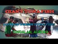 GIANT TUNA FISH ESTIMATED 250 KILOS AND GOOD SIZE TUNA&#39;S CAUGHT BY DINGALAN FISHERMAN&#39;S 📷