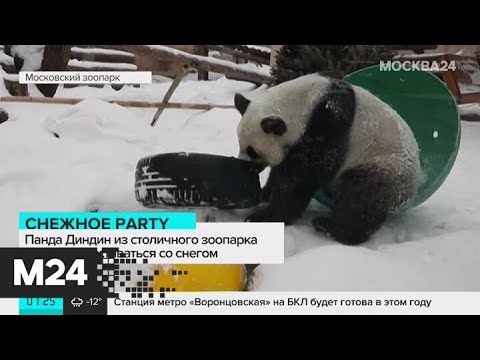 Панда Диндин устроила снежную вечеринку в Московском зоопарке - Москва 24