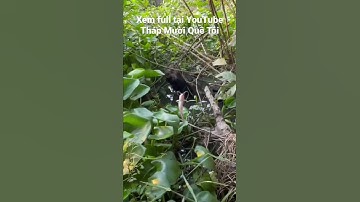 Câu Cá Rô Đồng Trúng ổ Cá Chốt Giấy Ăn Liên Tục