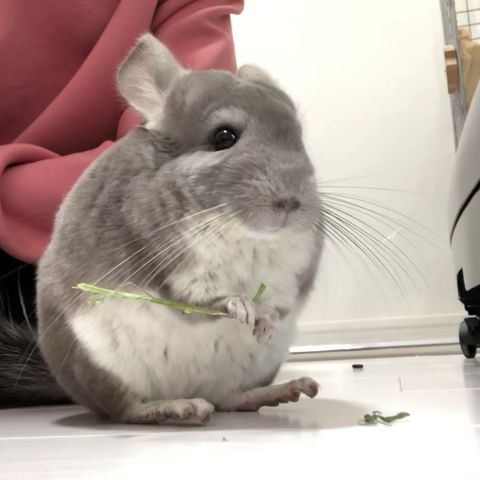 ❤❤bento74vjp様専用❤❤【Queen chinchilla】チンチラ msaeducation.id