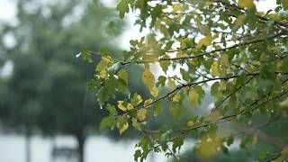 Raindrops falling on delicate branches to guide your meditation and restore inner calm
