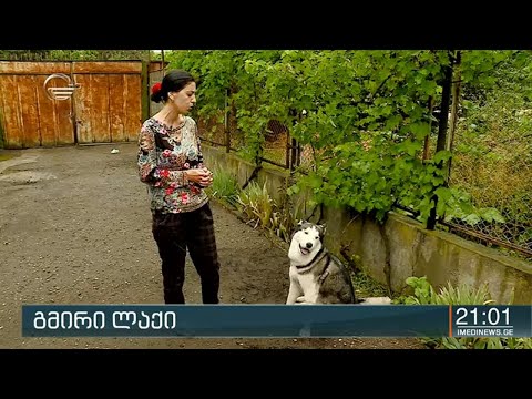 ტაბახმელაში ძაღლმა ბავშვი გიურზასგან გადაარჩინა