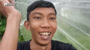 Niat nya mancing malam ketemu burung sultan😍/burung cucak rowo asli hutan😱