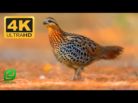 Primitive Technology : Hunting Partridge birds | Catching Traditional Bird Trap Technology - HUNT TV