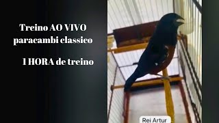 Encarte Paracambi clássico ao vivo | 1 hora de treino DIARIO