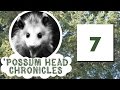 Possum head chronicles episode 07