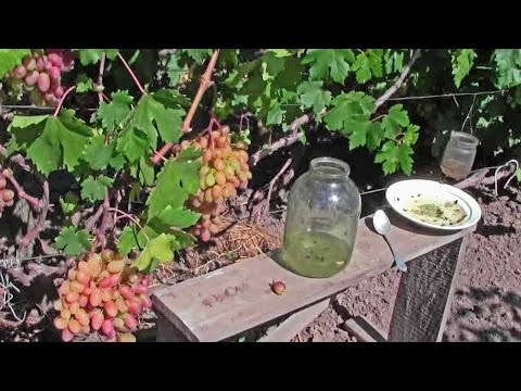 Video: Grapes Anniversary of Novocherkassk - ang pinakamahusay sa mga varieties ng mesa