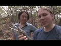 Blue Tongue Paradise! Wild Australia - Pt. 3 : SnakeBytesTV - Ep. 393 : AnimalBytesTV