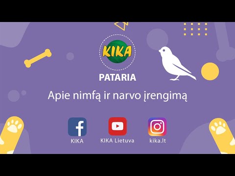 Video: Kaip Atpažinti Papūgos Patelę