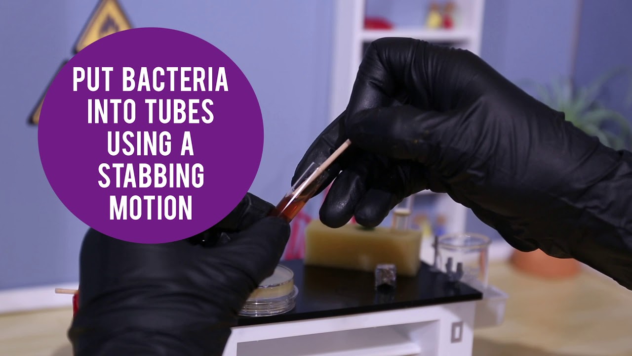 MicroLab - Media Testing Bacteria - YouTube