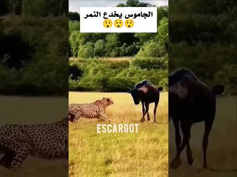 النمر متفاجئ من خداع الجاموس الغابة الحيوانات Shorts