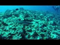 Blue Hole &amp; Blue Corner Dive, Palau 4/21/2014