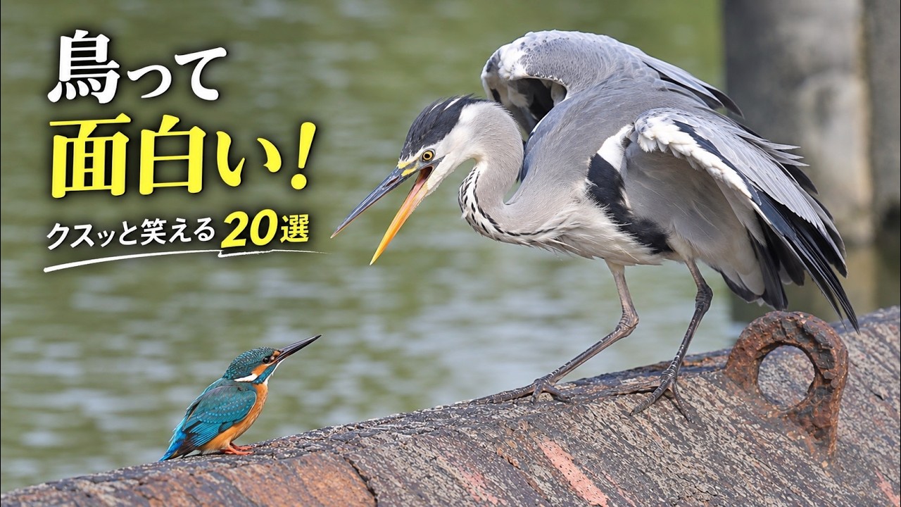 大量のお魚が届いて、とんでもない喜びの雄叫びをあげるペンギンの